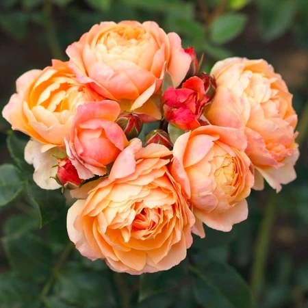 Rosa 'Diddly Squat Farm Rosé Rose' 4.5L