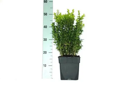 Buxus Sempervirens 17cm - image 2