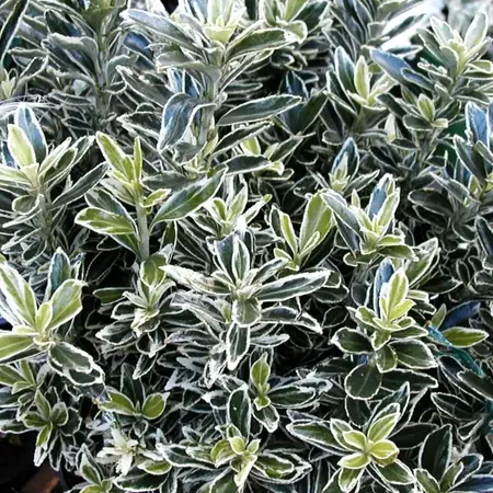 Euonymus Microphyllus Variegatus 2L - image 3