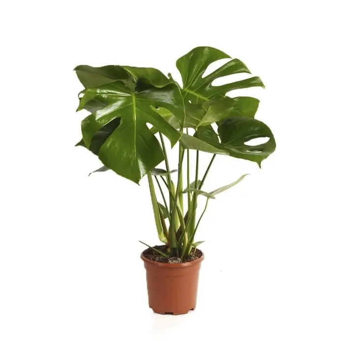 Monstera 17cm - image 1
