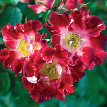 Biddulph Grange SHR 5.5L NT