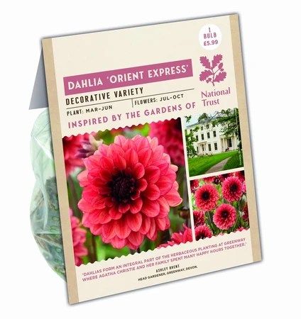 Dahlia Orient Express - image 1