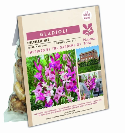 Nt Gladioli Colvilii - image 1