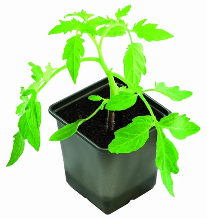 Growing Pots Bio Square Pk5 - image 3