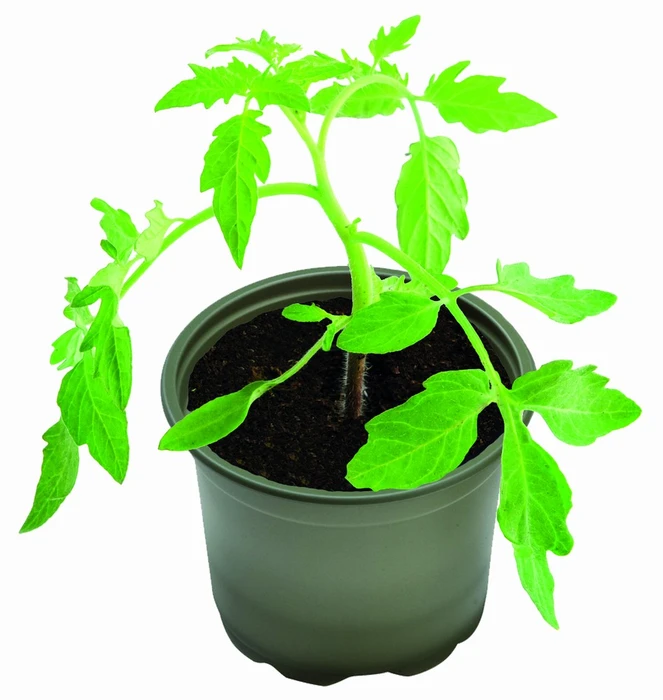 Growing Pots Bio Pk5 - image 2
