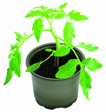 Growing Pots Bio Pk5 - image 2