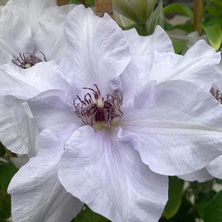 Clematis Raymond Evison Eliza 3L