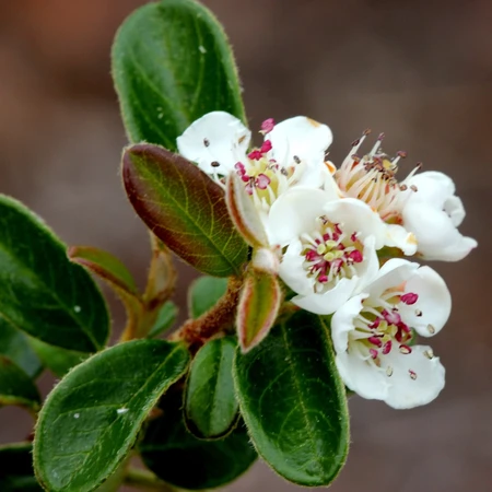 Cotoneaster Micro Streibs Findling 3L