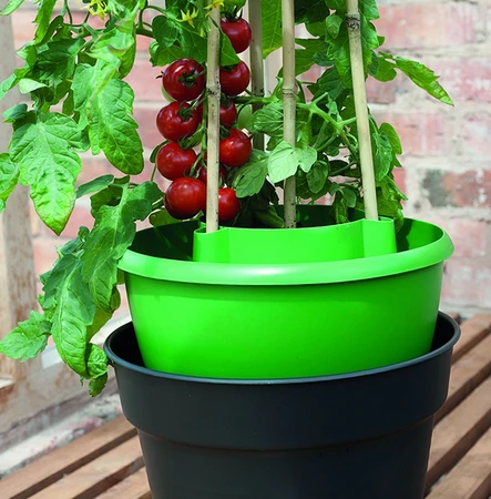 Plant Halos Green 3Pk - image 3