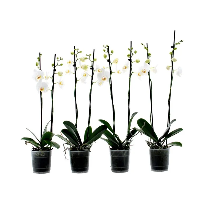 Phalaenopsis White 2 Stem 12cm
