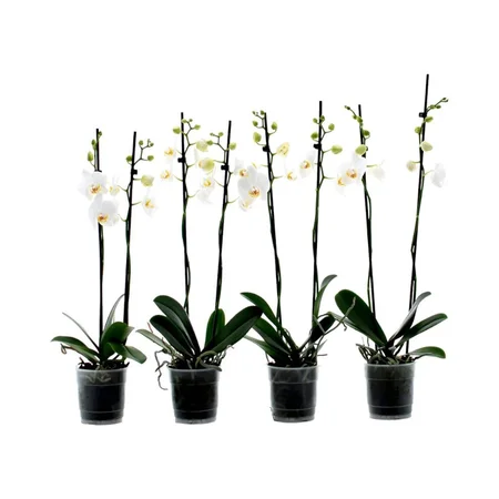 Phalaenopsis White 2 Stem 12cm