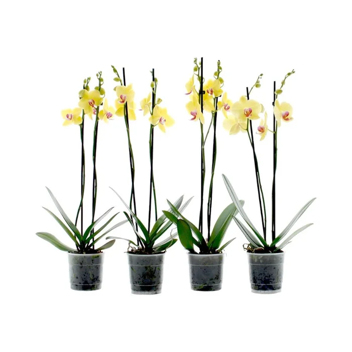 Phalaenopsis Yellow 2 Stem 12cm