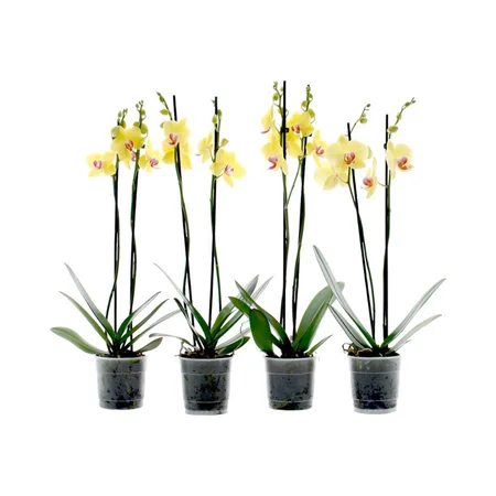 Phalaenopsis Yellow 2 Stem 12cm