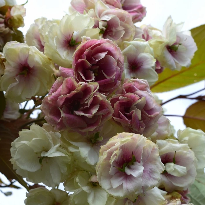 Prunus Sumaura Fugenzo Japanese Lantern 12L - image 2