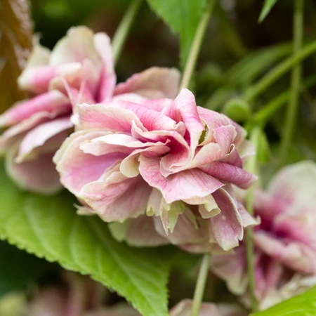 Prunus Sumaura Fugenzo Japanese Lantern 12L