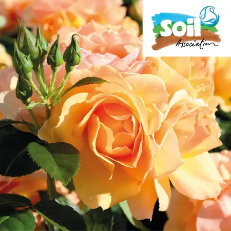 Queen Bee FL CHAR 4.5L