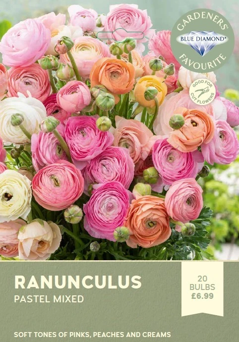 Ranunculus Pastel Mixed