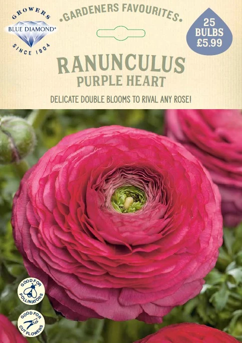 Ranunculus Purple Heart - image 1