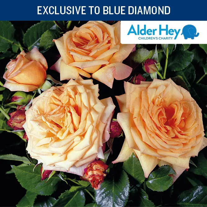 Reach for the Stars CHAR CLI 4.5L