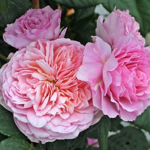 Rosa '20th Anniversary' 5L