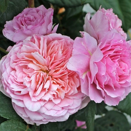 Rosa '20th Anniversary' 5L