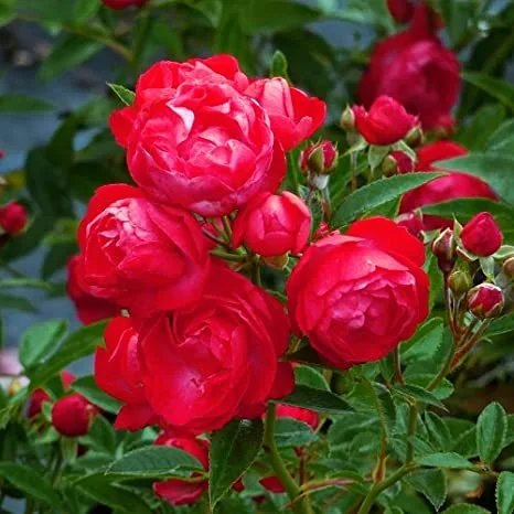Rosa '90th Celebration Manhatten' Blue 5L