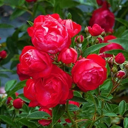 Rosa '90th Celebration Manhatten' Blue 5L