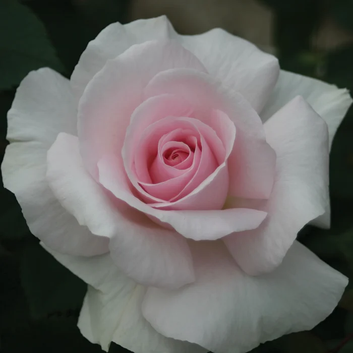 Rosa 'A Whiter Shade Of Pale' 5L