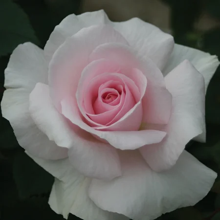 A Whiter Shade Of Pale HALF STD 11L