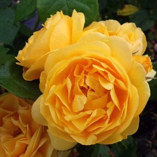 Rosa 'Absolutely Fabulous' 4.5L ROTY 2010