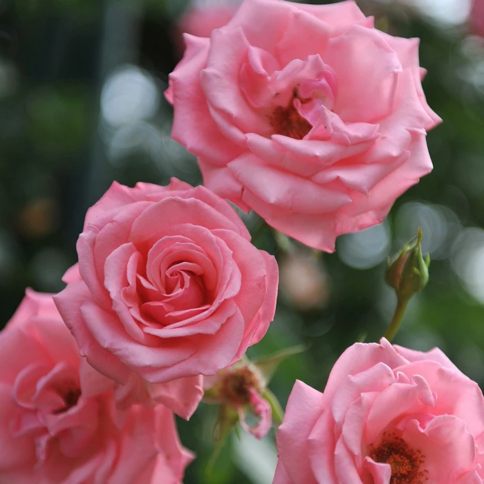 Rosa 'Agatha Christie' 5.5L