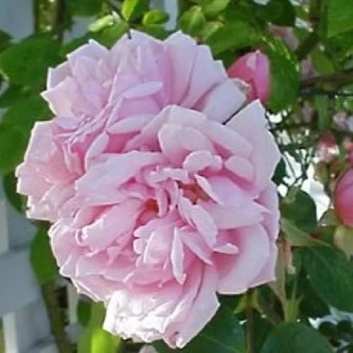 Rosa 'Albertine' 4.5L