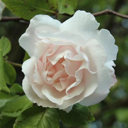 Rosa 'Alfred Carriere' 5.5L