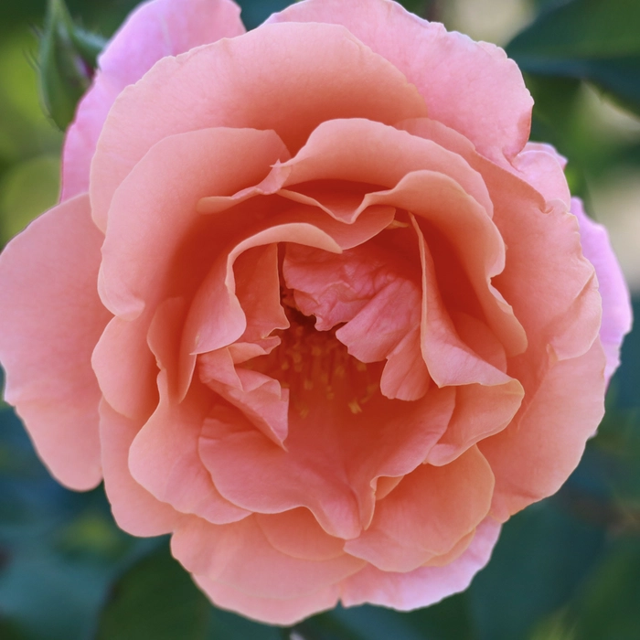 Rosa 'Ali Baba' 4.5L