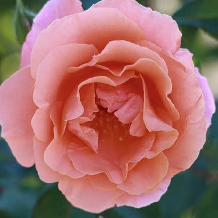 Rosa 'Ali Baba' 4.5L