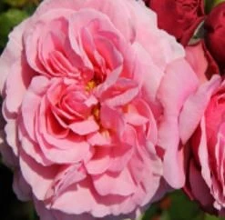 Rosa 'Aloha' 4.5L