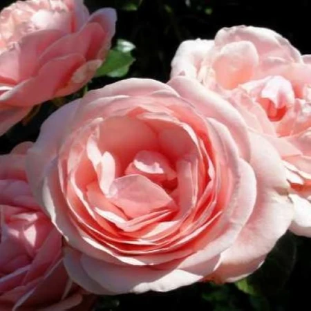 Rosa 'Aphrodite' 5L