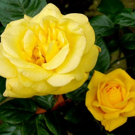 Rosa 'Arthur Bell' 5L