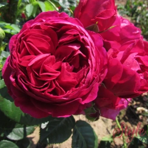 Rosa 'Ascot' 4.5L