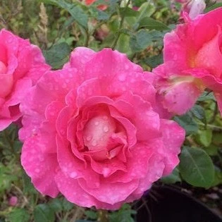 Rosa 'Audrey Wilcox' 5L