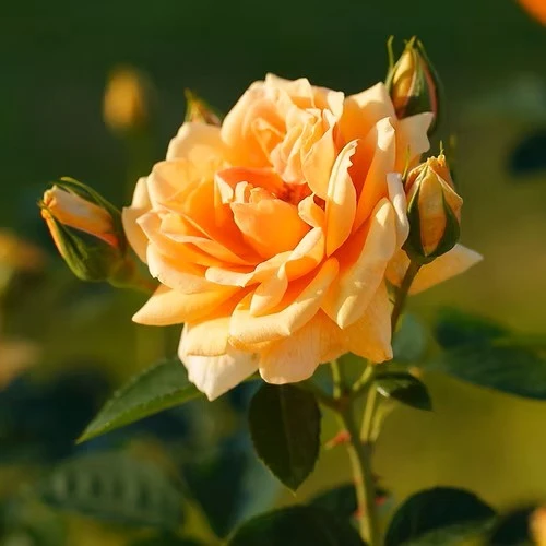 Rosa 'Barbara Knox A Gracious Lady' 4.5L