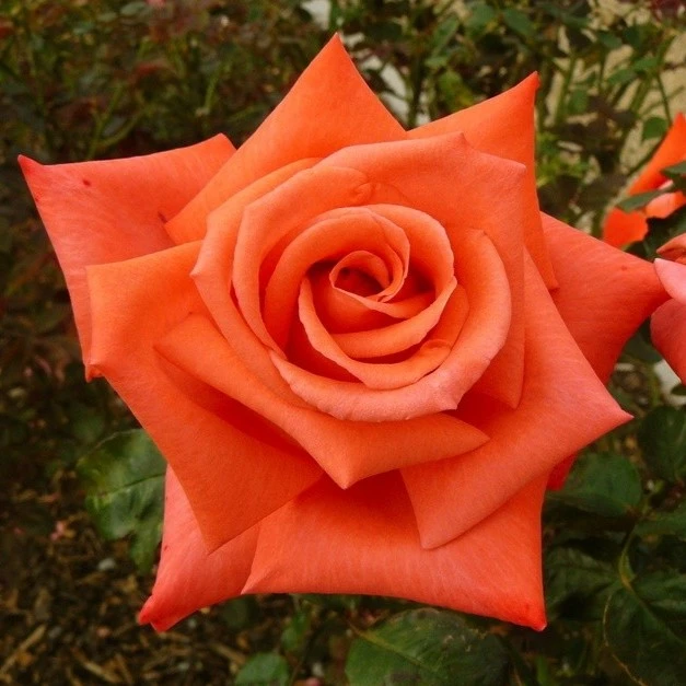 Rosa 'Beauty Star Liverpool Remembers' 5L