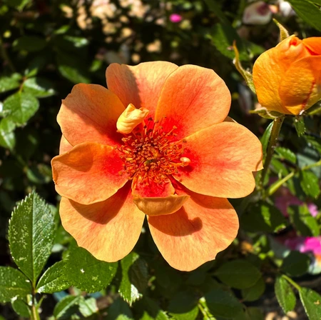 Rosa 'Bee's Paradise Bernstein' 4.5L