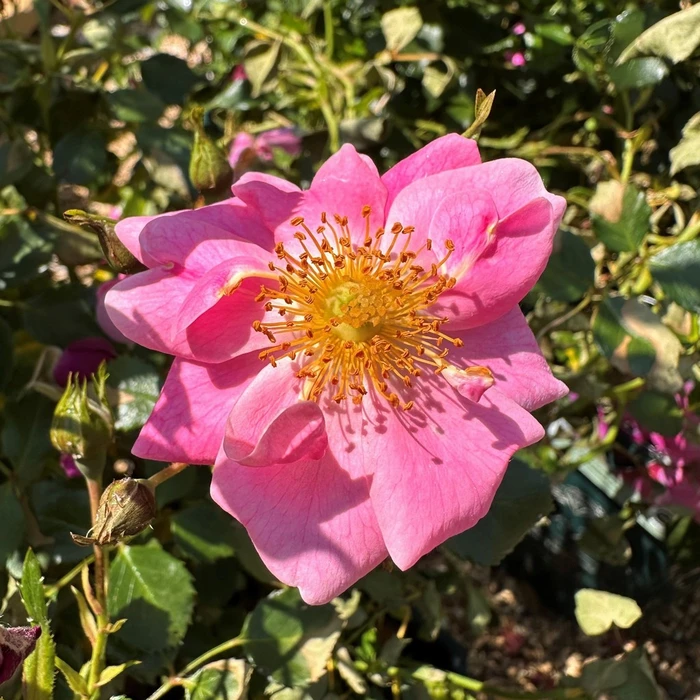 Rosa 'Bee's Paradise Pink' 4.5L