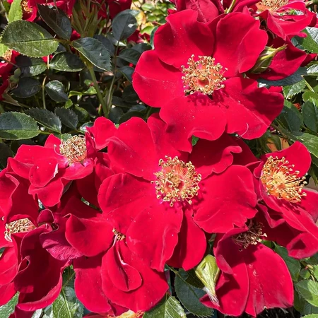 Rosa 'Bee's Paradise Red' 4.5L