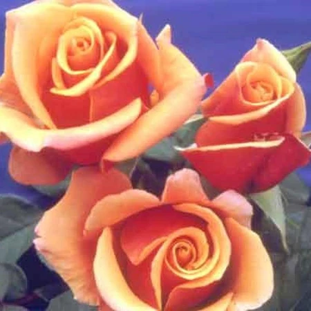 Rosa 'Belle Epoque' 4.5L