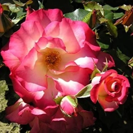 Rosa 'Birthday Girl' 4.5L