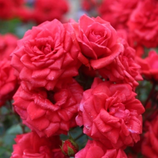 Rosa 'Birthday Wishes' 4.5L