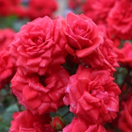 Rosa 'Birthday Wishes' 4.5L