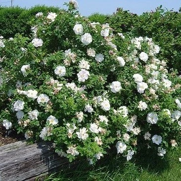 Rosa 'Blanc Double du Coubert' 5L - image 2